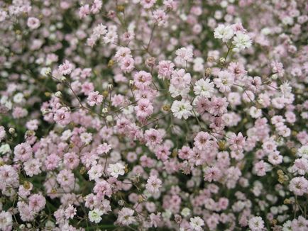 Speciile Gypsophila, descriere, plantare și îngrijire, reproducere, fotografie