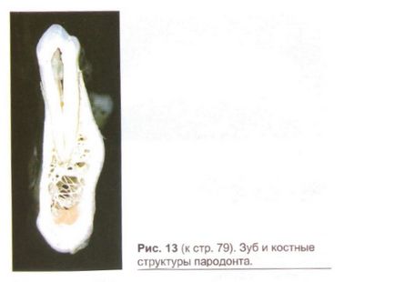 Гістологія і фізіологія пародонта (періодонта), стомленд