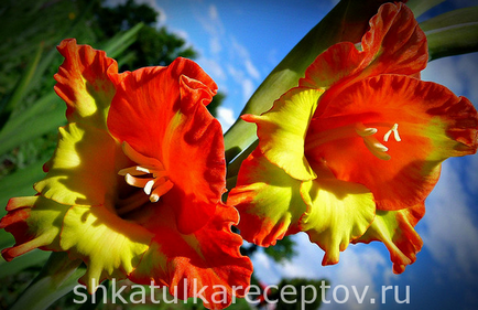 Gladioli plantare și îngrijire, fotografie