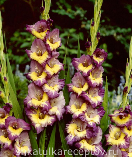 Gladioli plantare și îngrijire, fotografie