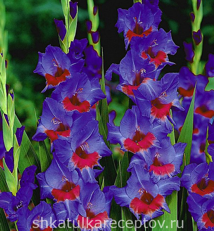 Gladioli plantare și îngrijire, fotografie