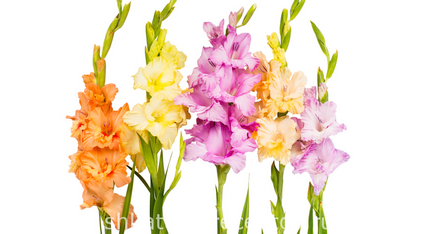 Gladioli plantare și îngrijire, fotografie