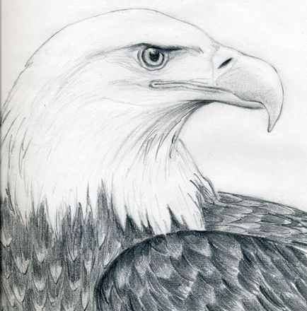 Eagle fej ceruza szakaszokban - hogyan kell felhívni a fejét egy ló rajz egy lófej lépésről lépésre