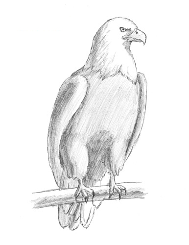 Eagle fej ceruza szakaszokban - hogyan kell felhívni a fejét egy ló rajz egy lófej lépésről lépésre