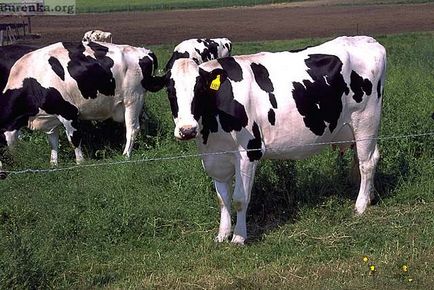 Голштинська молочна порода корів