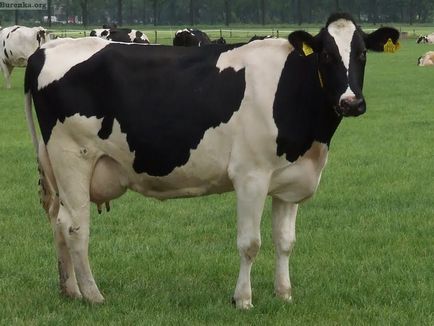 Holstein tejelő tehenek fajtája