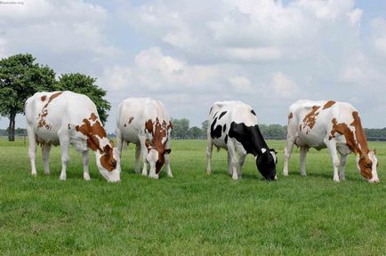 Holstein tejelő tehenek fajtája