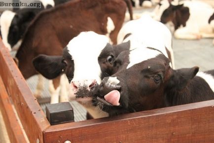 Holstein rasă de vaci de lapte