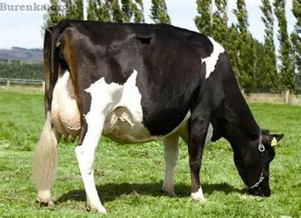 Holstein tejelő tehenek fajtája