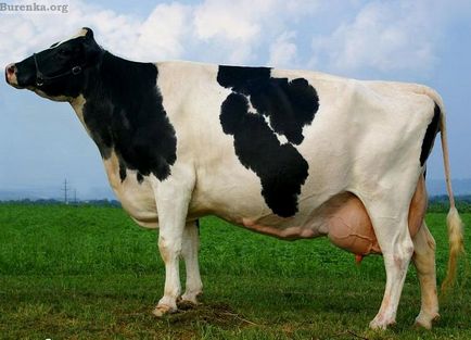 Голштинська молочна порода корів