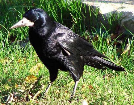 Rooks, animale