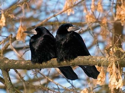 Rooks, animale