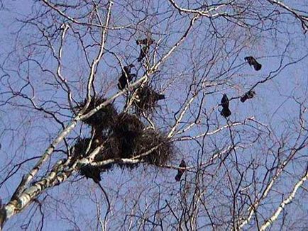 Rooks, animale