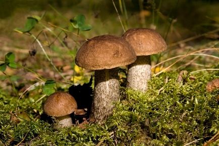 Ciuperca tufișului, cum arată, unde crește, descrierea modului de gătire, speciile care cresc sub mesteacăn,
