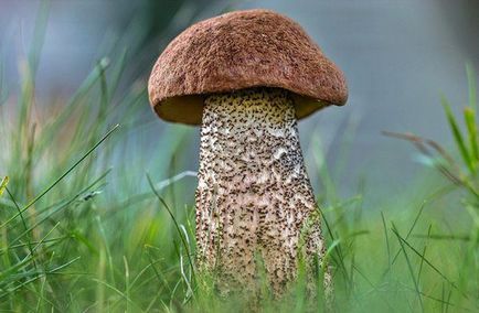 Ciuperca tufișului, cum arată, unde crește, descrierea modului de gătire, speciile care cresc sub mesteacăn,