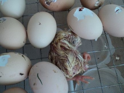 Gâscă în incubator, reproducând acasă
