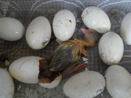 Gâscă în incubator, reproducând acasă