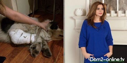 Ірина Агібалова врятувала збиту автомобілем собаку