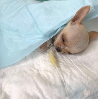 Irina Alexandrovna agibalova se confruntă cu moartea doar a unui animal de companie achiziționat mini chihuahua