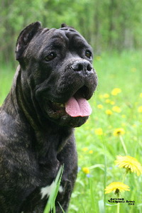 Italiană Cane Corso fotografie • standarde • caracterul câinelui