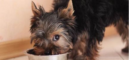 Yorkshire Terrier îngrijire, conținut, hrană la domiciliu, video