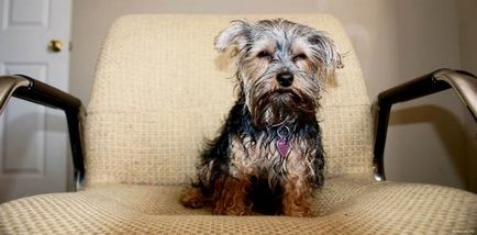 Yorkshire Terrier îngrijire, conținut, hrană la domiciliu, video