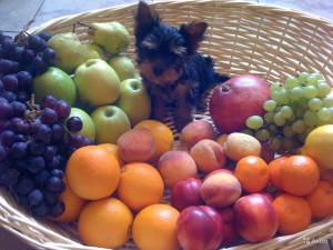 Yorkshire terrier ápolása, karbantartása, ételek otthon, video