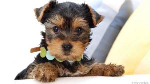 Yorkshire Terrier îngrijire, conținut, hrană la domiciliu, video