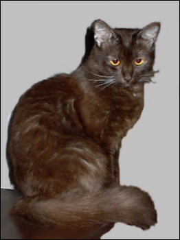 Йорк шоколадний порода кішок, фото