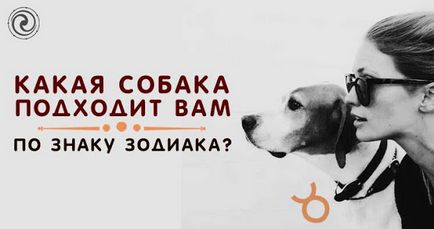 Яка собака підходить вам за знаком зодіаку езотерика і самопізнання