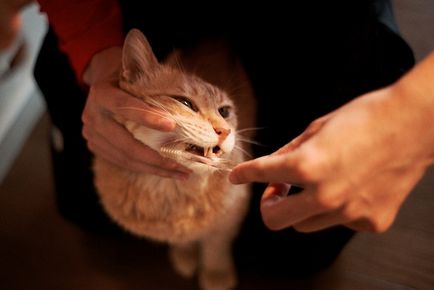 Hogyan fogmosás macska és macska tulajdonosok helyes tanácsot