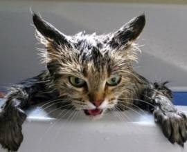 Hogyan fogmosás macska és macska tulajdonosok helyes tanácsot