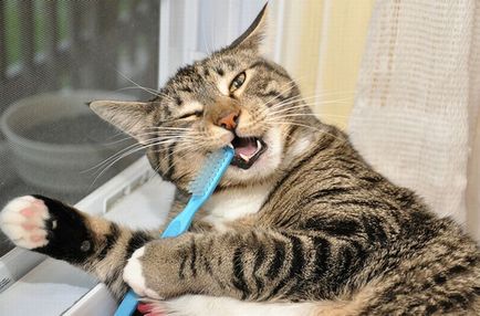 Як чистити зуби кішці і коту правильно поради власникам