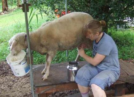 Cum să mănânci ovine - creșterea oilor - creșterea vitelor