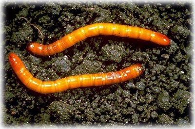 Как да се отървем от wireworm на картофи площ завинаги