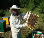 Як позбутися від земляних бджіл