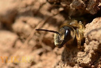 Як позбутися від земляних бджіл на ділянці