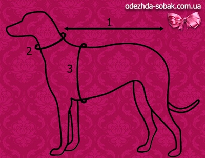 Как да се измери куче, Betty - дрехи за кучета онлайн магазин