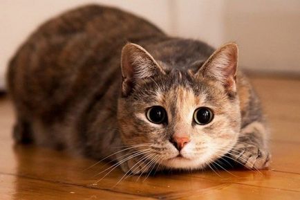 Macskák már elfogott a világ (cat) Macskák vette át a világ