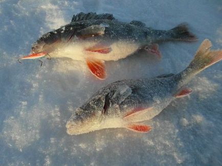 Hogyan lehet elkapni sügér kiegyensúlyozó téli videó halászati ​​sügér csali kötélzet