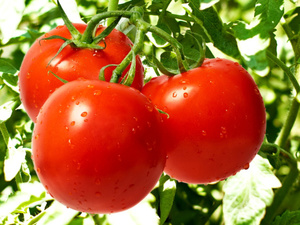 Як маринувати помідори половинками на зиму рецепти та інгредієнти для приготування, правила