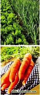 Як наклеїти насіння моркви на паперові стрічки, сайт про сад, дачі і кімнатних рослинах
