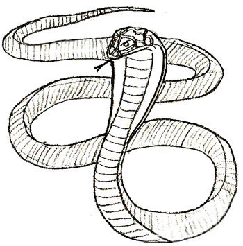 Як намалювати ведмедика олівцем поетапно для дітей - як намалювати змію малюнок кобри поетапно