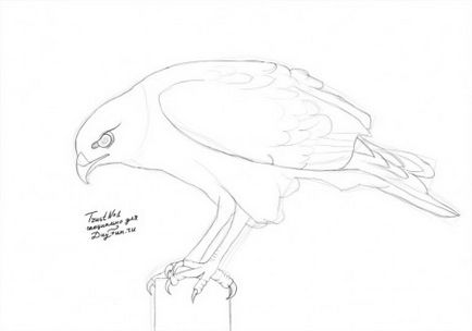 Cum de a desena un falcon creion pas cu pas