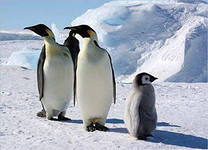 Як називаються дитинчата пінгвіна, пелікана, сови і пугача