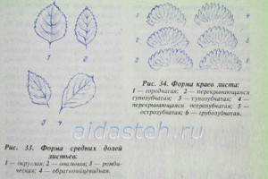 Як визначити сорт суниці