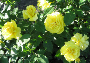 Як здійснюється посадка і подальший догляд за трояндами флорибунди фото і відео поради
