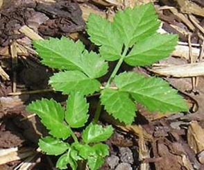 Как да се разграничи от хераклеум на Goutweed Aegopodium и крава пащърнак, berendeyka - гора Magus