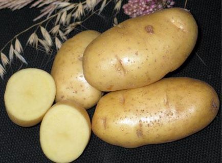 Який сорт картоплі використовують в - крихті-картоплі