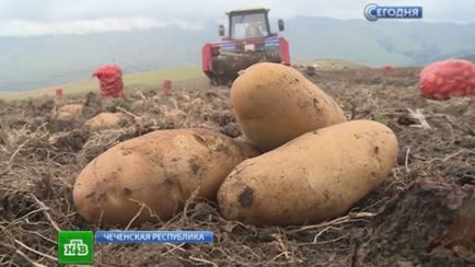 Який сорт картоплі використовують в - крихті-картоплі